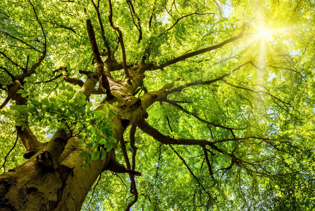 Wer Einen Baum Pflanzt Wird Den Himmel Gewinnen